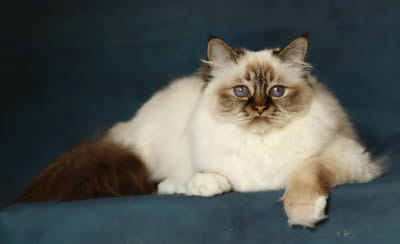 Snowbell